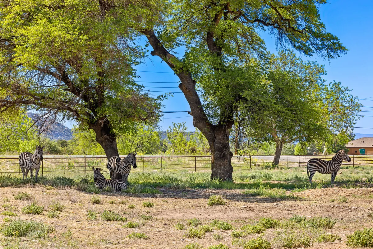 A herd of zebras stands behind a rustic fence amid leafy trees, with open meadow and a distant house visible. The animals graze and interact in a natural ranch setting, offering a direct view of the unique wildlife guests can expect to encounter on-site.