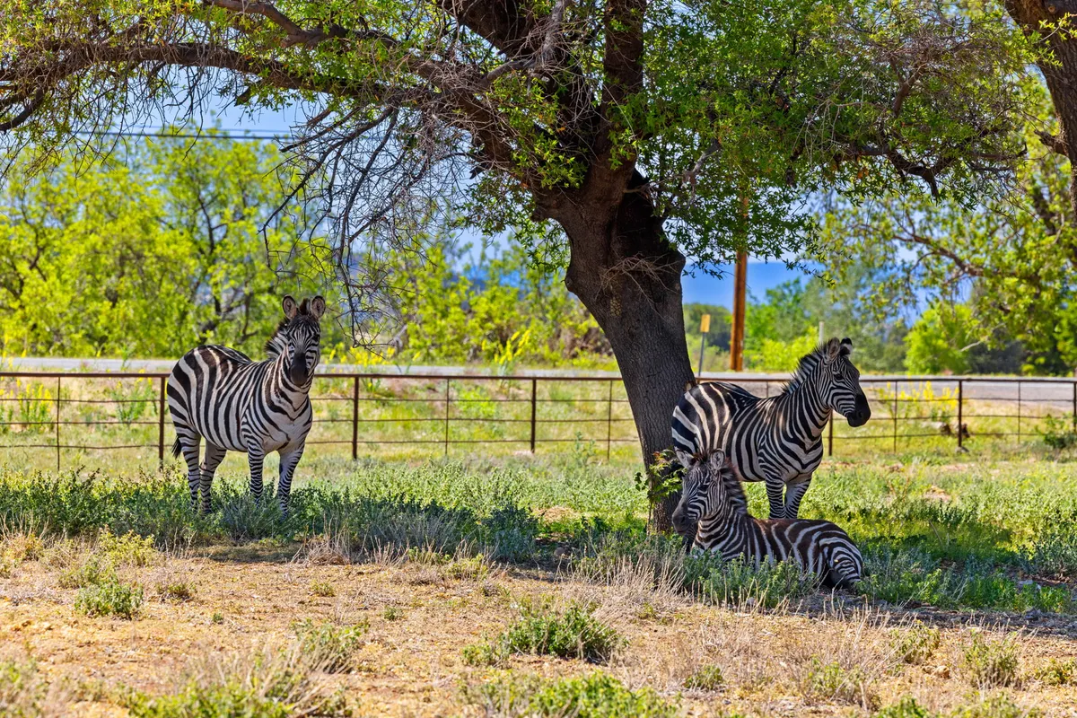A serene ranch scene with zebras grazing near a large tree and a fenced area, viewed from a comfortable outdoor vantage point. The composition invites viewers to imagine observing wildlife right from the patio.