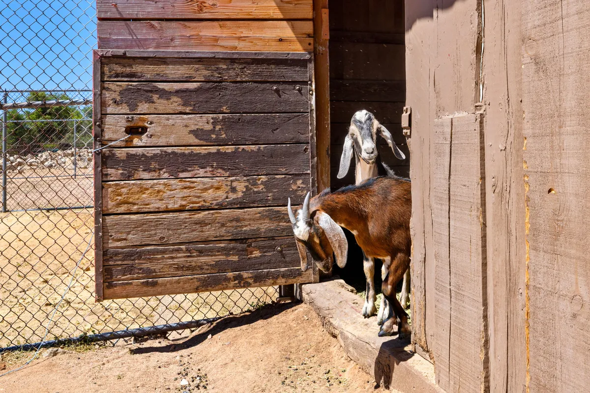 A cheerful outdoor scene with lively goats within a fenced area next to a rustic wooden barn. The goats are active and approachable, suggesting hands-on interaction and animal care, while the barn provides a backdrop of authentic ranch life.