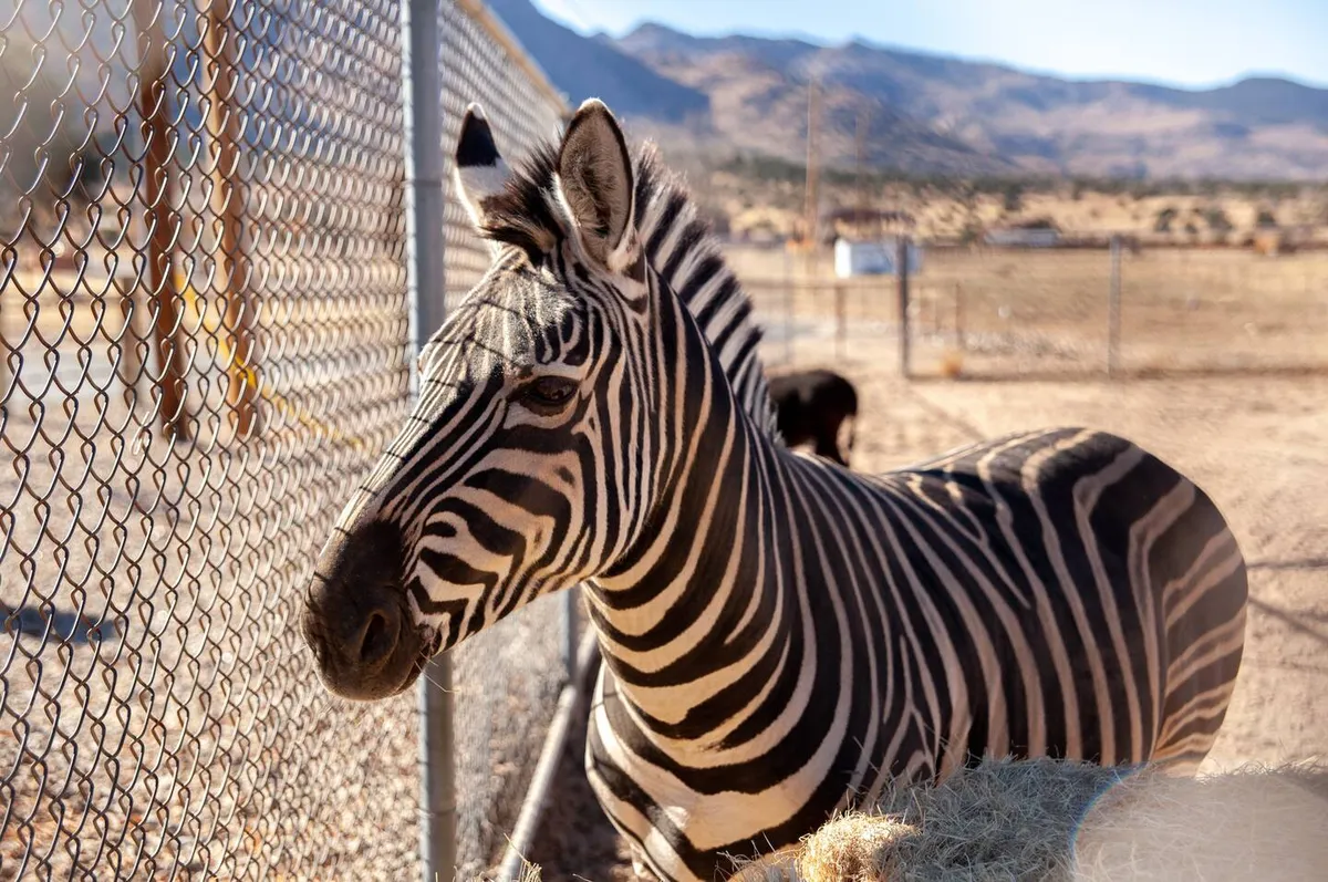 A zebra explores its fenced habitat against the backdrop of distant mountains and open skies. The composition emphasizes the animal’s presence and the expansive, scenic environment, hinting at both up-close encounters and educational tours.