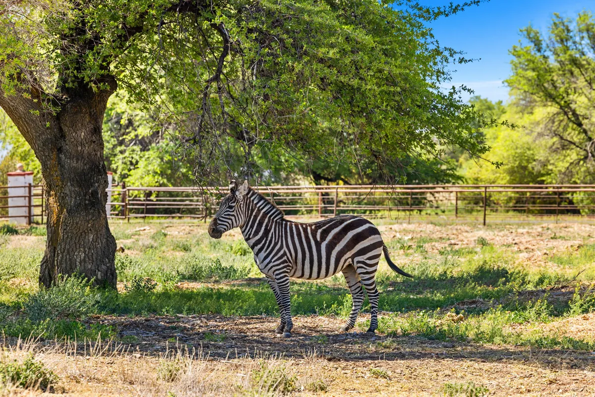 This image features a zebra standing in a fenced outdoor area beneath a large tree, with lush greenery surrounding the scene. The setting invites guests to observe the animals up close in a safe and natural environment, perfectly reflecting the hands-on wildlife experiences offered at the ranch.